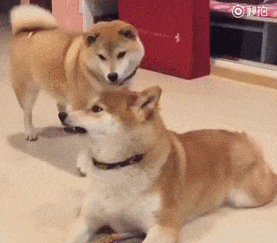 gifs_16.gif