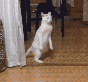 gifs_16.gif