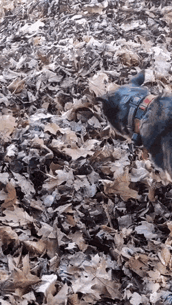 gifs_16.gif