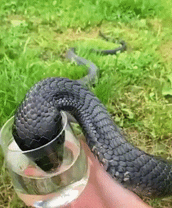 gifs_16.gif