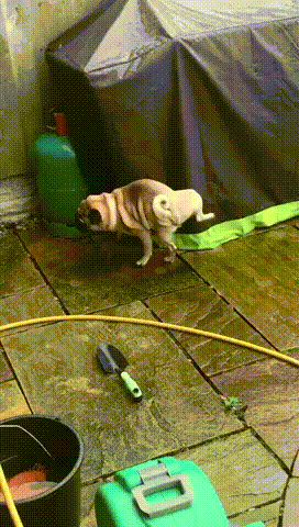 gifs_17.gif