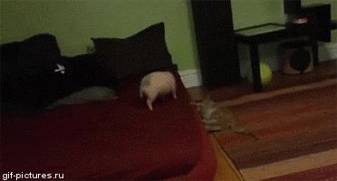 GIFS_17.gif