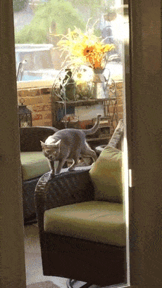 gifs_17.gif