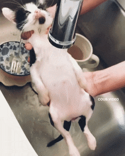 gifs_17.gif