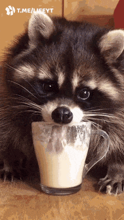 gifs_17.gif