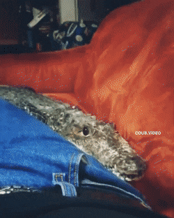 gifs_17.gif
