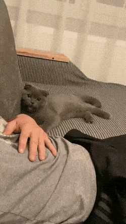 gifs_18.gif
