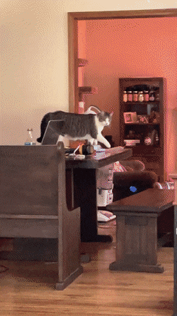 gifs_18.gif