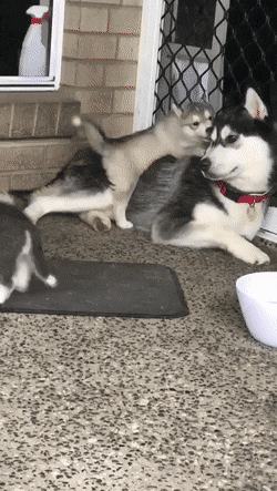 gifs_18.gif