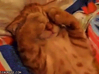gifs_19.gif