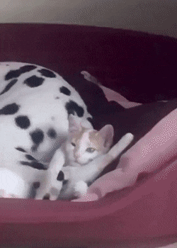 gifs_19.gif