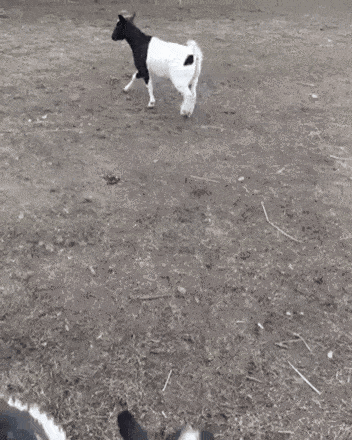 gifs_19.gif