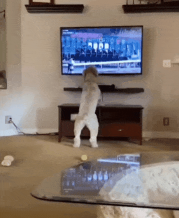 gifs_19.gif