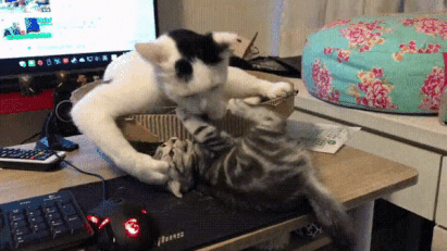 gifs_19.gif