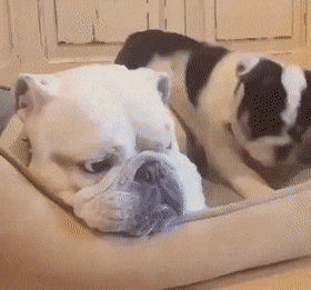 gifs_19.gif