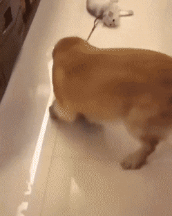 gifs_19.gif