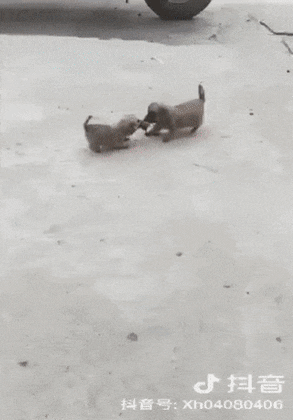 gifs_19.gif