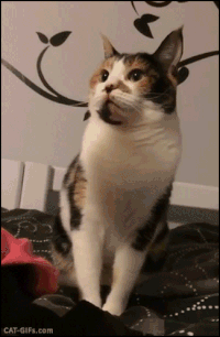 gifs_19.gif