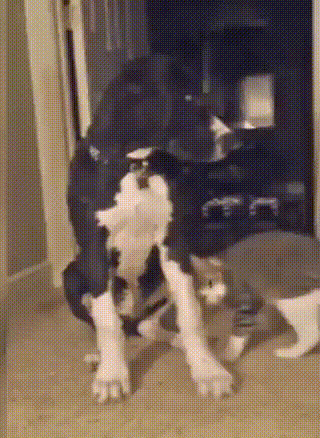 gifs_20.gif