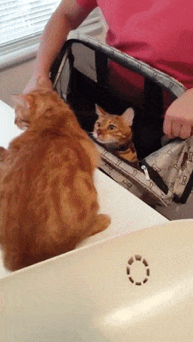gifs_20.gif