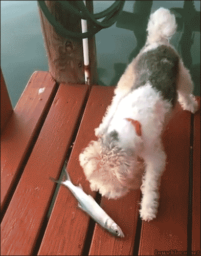 gifs_20.gif