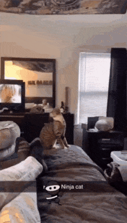 gifs_20.gif