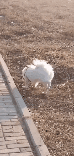 gifs_20.gif