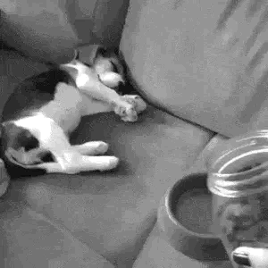 gifs_20.gif