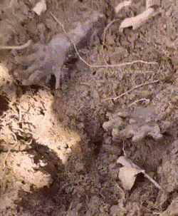 gifs_20.gif