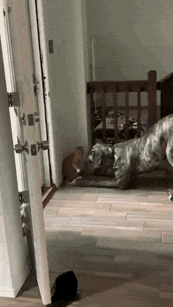 gifs_21.gif