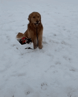 gifs_21.gif