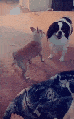 gifs_21.gif