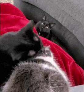 gifs_21.gif