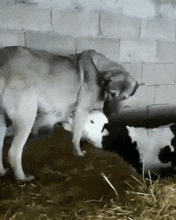 gifs_21.gif