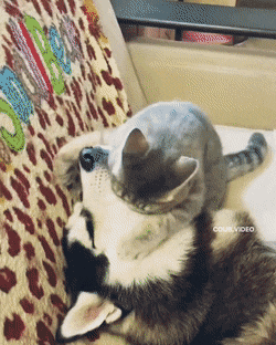gifs_21.gif
