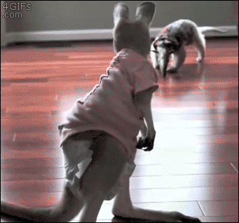 gifs_22.gif