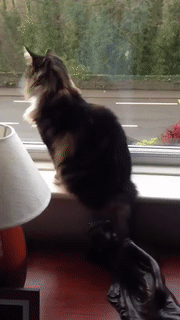 gifs_22.gif
