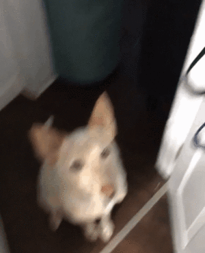 gifs_22.gif