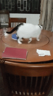 gifs_22.gif