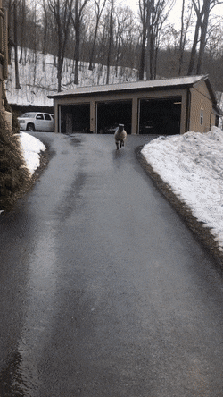 gifs_22.gif