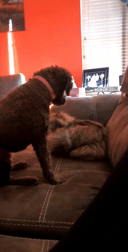 gifs_22.gif