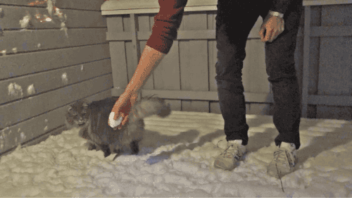 gifs_23.gif