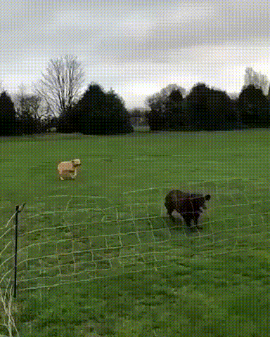 gifs_23.gif