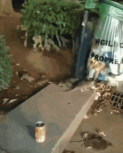 gifs_23.gif
