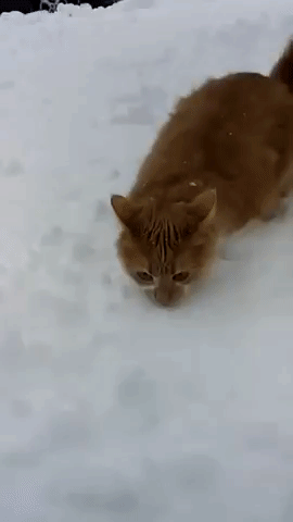 gifs_23.gif