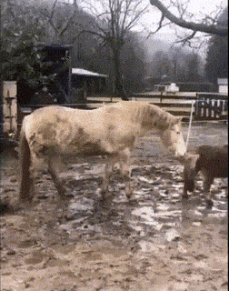 gifs_23.gif