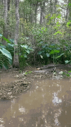 gifs_23.gif