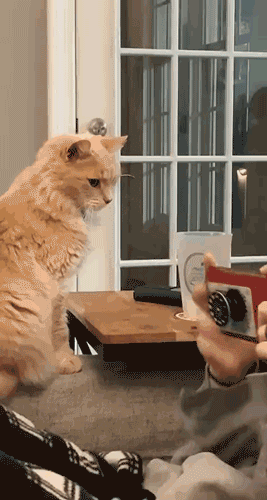 gifs_23.gif