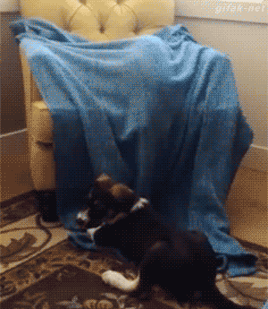 gifs_23.gif