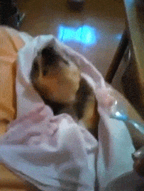 gifs_23.gif